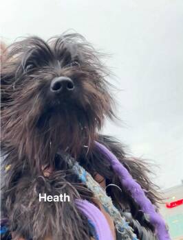 Rescue Terrier Dogs for Adoption in Vaudreuil-dorion, Quebec - Heath | PetCurious