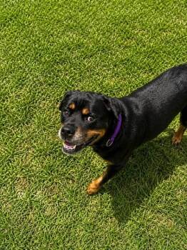 Tohopka -  Rottweiler and Mixed Breed Dog for Adoption in Palm Coast, Florida - Tohopka | PetCurious