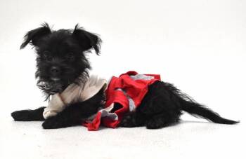 Wednesday -  Terrier Dog for Adoption in Springfield, Ohio - Wednesday | PetCurious
