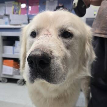 Oppa -  Great Pyrenees Dog for Adoption in Marble, North Carolina - Oppa | PetCurious