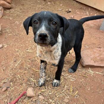 Split Pea Puree -  Mixed Breed Dog for Adoption in Moab, Utah - Split Pea Puree | PetCurious