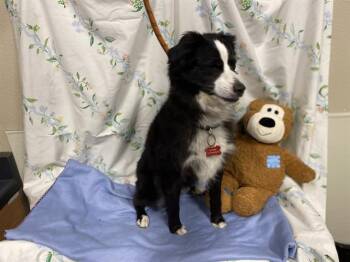 OTIS -  Australian Shepherd and Mixed Breed Dog for Adoption in Modesto, California - OTIS | PetCurious