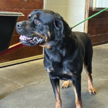 Boone -  Rottweiler Dog for Adoption in Saratoga Springs, New York - Boone | PetCurious