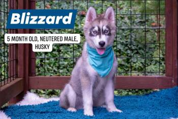 Blizzard -  Husky Dog for Adoption in Sevierville, Tennessee - Blizzard | PetCurious
