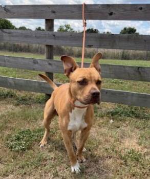 Terrier Dogs Available for Adoption in Wauchula, Florida - Sig | PetCurious