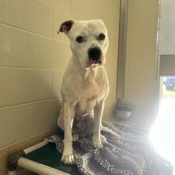 Domino -  American Bulldog and Mixed Breed Dog for Adoption in Bristol, Indiana - Domino | PetCurious