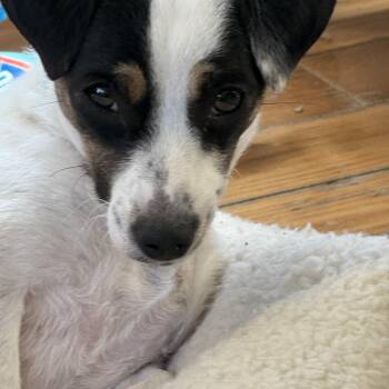 Rescue Jack Russell Terrier Dogs for Adoption in Queenstown, Maryland - Freda | PetCurious