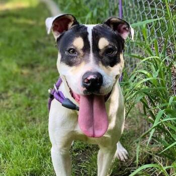 Rescue Beagle and Pit Bull Terrier Dogs for Adoption in Denison, Texas - Widget | PetCurious