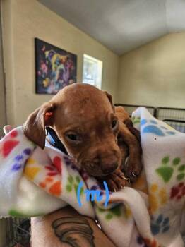 American Bulldog Dogs Available for Adoption in Lakeland, Florida - Walmart - Blue | PetCurious