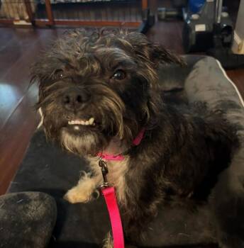 Cleo -  Shih Tzu and Miniature Schnauzer Dog for Adoption in Cresco, Pennsylvania - Cleo | PetCurious