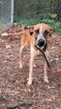 Australian Cattle Dog Blue Heeler Dogs Available for Adoption in Little Rock, Arkansas - Meadow | PetCurious