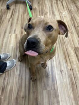 Sparky -  Mixed Breed Dog for Adoption in Raleigh, North Carolina - Sparky | PetCurious