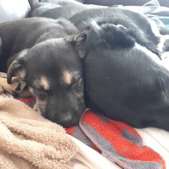 Mixed Breed Dogs Available for Adoption - Harley | PetCurious