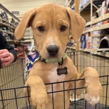 Mixed Breed Dogs Available for Adoption in Madison, Wisconsin - Scout | PetCurious