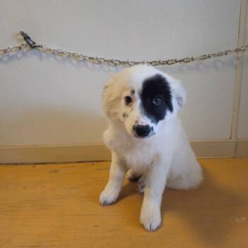 Aspen -  Collie and Australian Shepherd Dog for Adoption in Holbrook, Arizona - Aspen | PetCurious