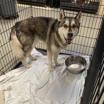 Jax -  Husky Dog for Adoption in Westminster, California - Jax | PetCurious