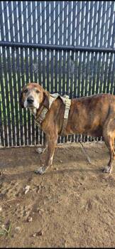 Sawyer -  Hound and Mixed Breed Dog for Adoption in Sevierville, Tennessee - Sawyer | PetCurious