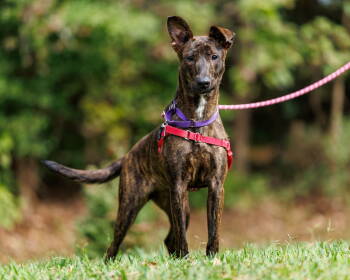 Rescue Mixed Breed Dogs for Adoption in Durham, North Carolina - Yaya | PetCurious
