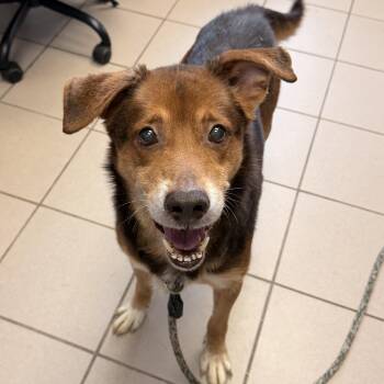 Mixed Breed Dogs Available for Adoption in Philadelphia, Pennsylvania - Mozzie | PetCurious