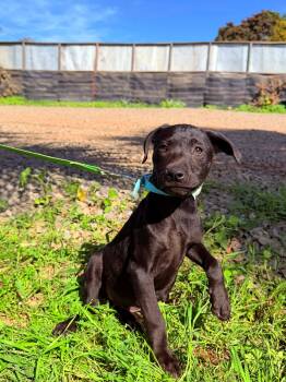 Labrador Retriever and Catahoula Leopard Dog Dogs Available for Adoption - Maxie | PetCurious