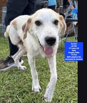 Domino -  Labrador Retriever Dog for Adoption in Oviedo, Florida - Domino | PetCurious