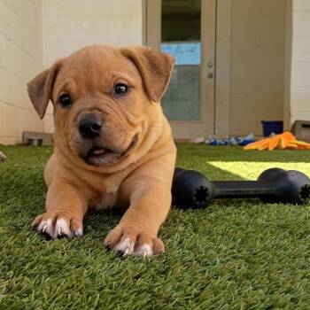 SLASH 6693 -  Staffordshire Bull Terrier and Mixed Breed Dog for Adoption in Loxahatchee Groves, Florida - SLASH 6693 | PetCurious