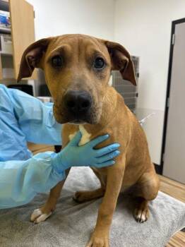 Roxanya -  Mixed Breed Dog for Adoption in Raleigh, North Carolina - Roxanya | PetCurious