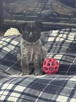 Koda -  Australian Cattle Dog Blue Heeler Dog for Adoption in Mcallen, Texas - Koda | PetCurious