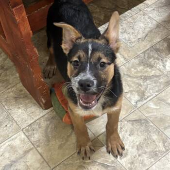 Border Collie Dogs Available for Adoption - Zuri | PetCurious