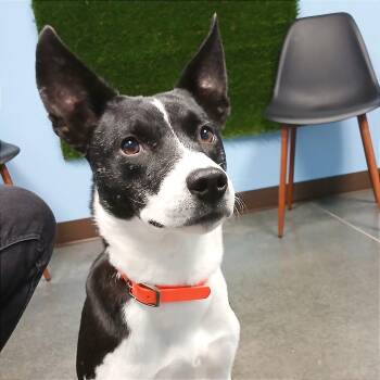 Mixed Breed Dogs Available for Adoption - Huckleberry | PetCurious