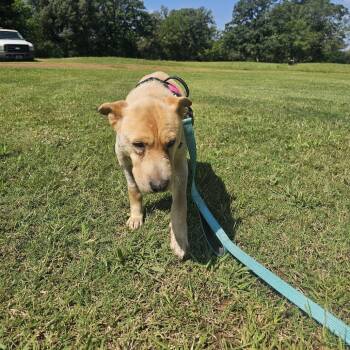 Teddie -  Chow Chow and Shar Pei Dog for Adoption in Wadena, Minnesota - Teddie | PetCurious