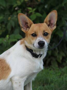 Charlie -  Pomeranian and Australian Cattle Dog Blue Heeler Dog for Adoption in Portage, Wisconsin - Charlie | PetCurious