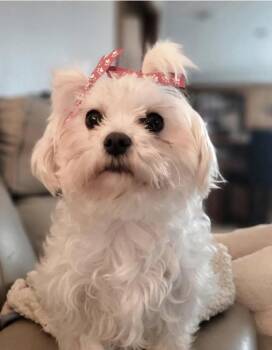 Maltese Dogs Available for Adoption - Willow | PetCurious