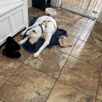 American Staffordshire Terrier Dogs Available for Adoption in Dallas, Texas - Mozzarella | PetCurious