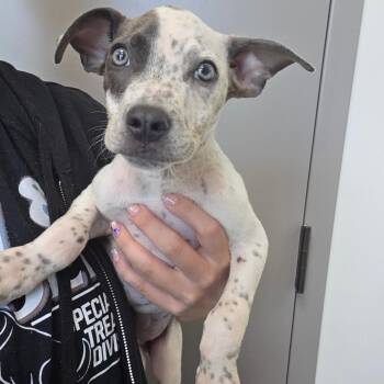 Bluey -  German Shorthaired Pointer and Pit Bull Terrier Dog for Adoption in Sand Springs, Oklahoma - Bluey | PetCurious