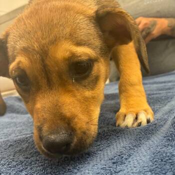 Rescue Labrador Retriever and Mixed Breed Dogs for Adoption in Corpus Christi, Texas - Enola | PetCurious