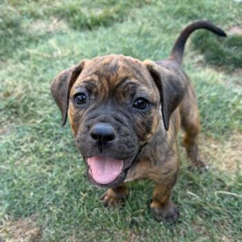 Madison -  English Bulldog and Mixed Breed Dog for Adoption in Sacramento, California - Madison | PetCurious