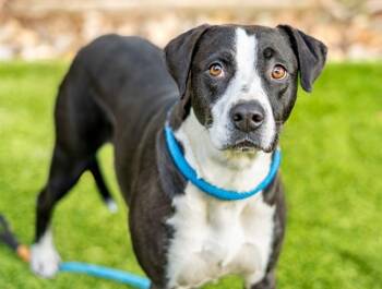 Border Collie and Mixed Breed Dogs Available for Adoption in San Jose, California - JACKIE | PetCurious