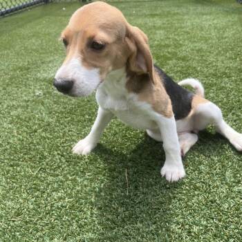 BAI6 6984 -  Beagle Dog for Adoption in Loxahatchee Groves, Florida - BAI6 6984 | PetCurious