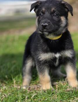 Husky Dogs Available for Adoption - Peppa | PetCurious