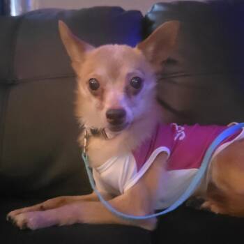 Chihuahua Dogs Available for Adoption - Pixie | PetCurious
