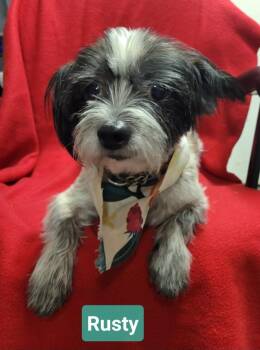 Rusty -  Shih Tzu and Yorkshire Terrier Dog for Adoption in Richmond, Indiana - Rusty | PetCurious