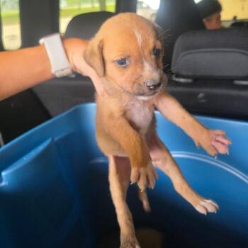 Pooh -  Collie Dog for Adoption in Lufkin, Texas - Pooh | PetCurious