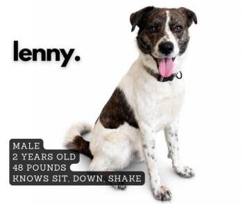 Lenny -  Mixed Breed Dog for Adoption in Ashland, Kentucky - Lenny | PetCurious