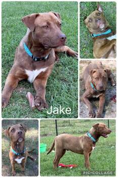 Labrador Retriever Dogs Available for Adoption in Enterprise, Alabama - Jake | PetCurious