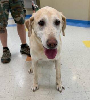 Mason -  Labrador Retriever Dog for Adoption in Sioux City, Iowa - Mason | PetCurious