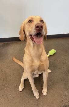 Rescue Labrador Retriever Dogs for Adoption in Mishawaka, Indiana - Pleakley | PetCurious