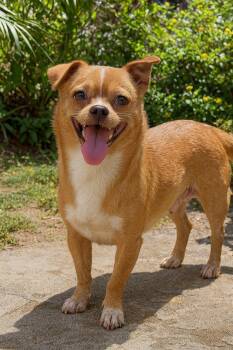 Rescue Pekingese and West Highland White Terrier Westie Dogs for Adoption in Long Beach, New York - Winona | PetCurious