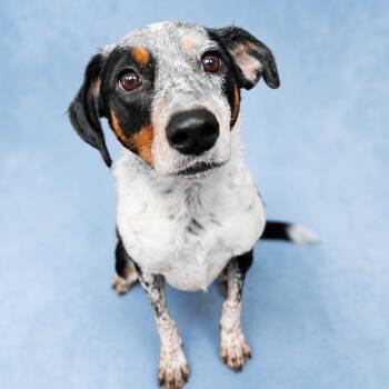 Tails -  Australian Cattle Dog Blue Heeler Dog for Adoption - Tails | PetCurious