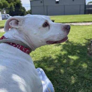 Angelica -  Pit Bull Terrier and Mixed Breed Dog for Adoption in Atlanta, Georgia - Angelica | PetCurious